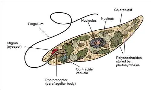 image of Euglena