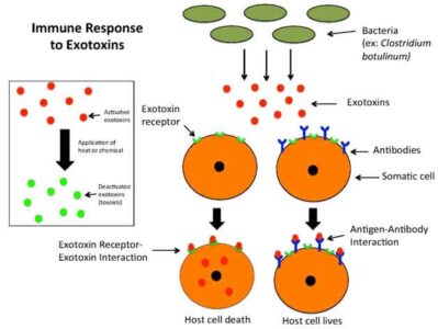 image of Exotoxin