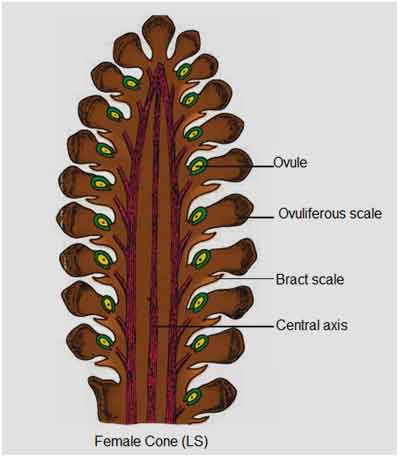 image of Female-cone of pinus