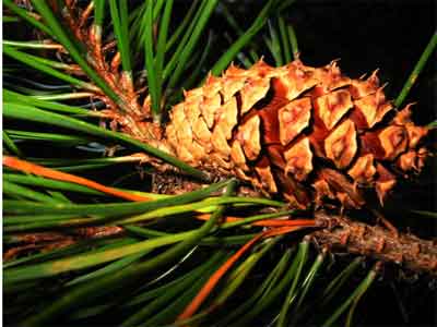 image of Female cones and foliage of Pinus contorta 