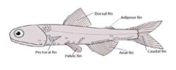 Fish Fins: Types, Modification and Functions | Biology EduCare