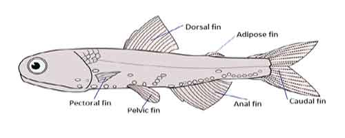 image of fish fins
