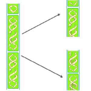 image of Fragmentation in Spirogyra