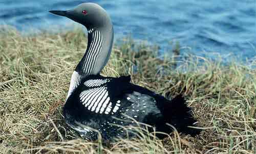 image of Gavia arctica