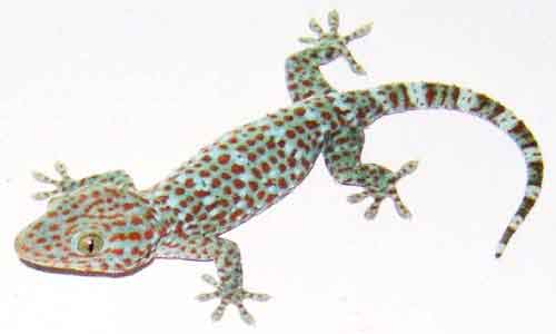 image of Gekko gecko