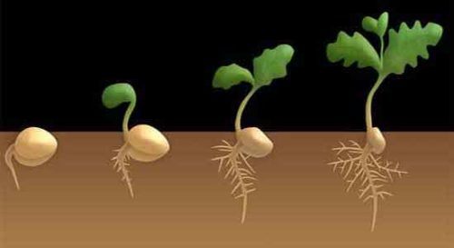 image of Germination process of dicot