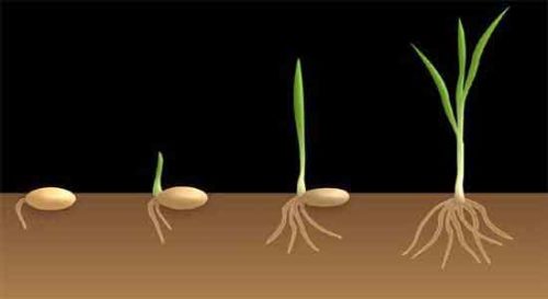 image of Germination process of monocot