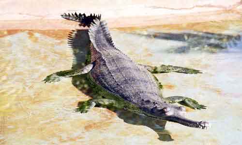 image of Gharial-(Gavialis gangeticus)