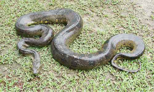 image of Green anaconda (Eunectes murinus)