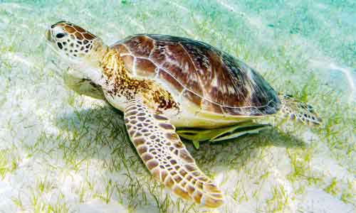 image of Green-sea-turtle-(Chelonia-