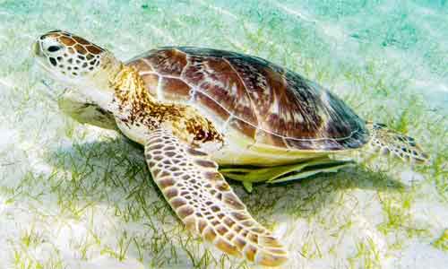 image of Green sea turtle