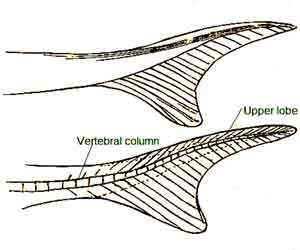 image of Heterocercal-tail