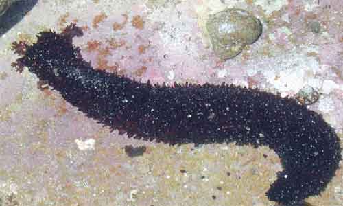 image of Holothuria leucospilota