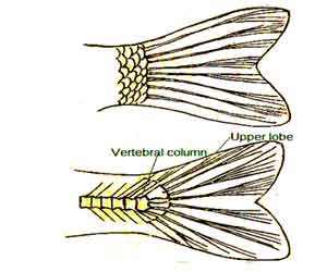 image of Homocercal-tail