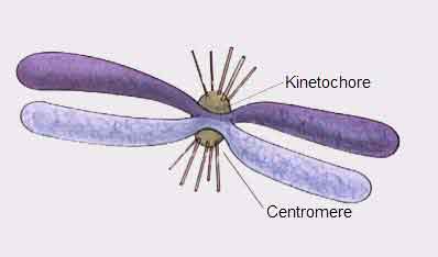 image of Kinetochore