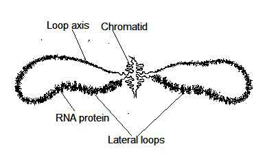 image of Lampbrush Chromosome