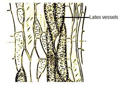 image of Latex vessels