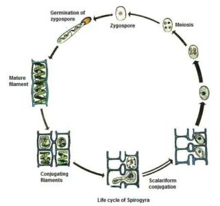 image of Life cycle of Spirogyra