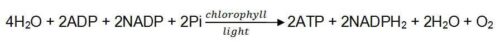 image of Light Phase Reaction