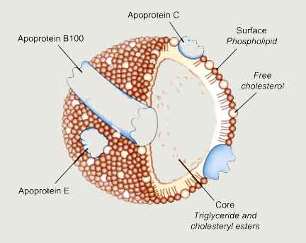 image of Lipoprotein