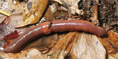 image of Lumbricus terrestris