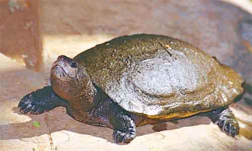 image of Madagascar-big-headed-turtle