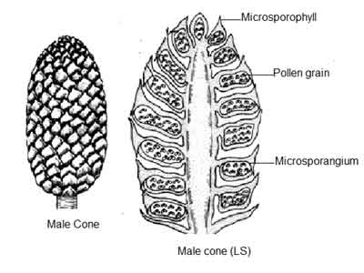 image of Male-cone of Pinus