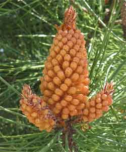 image of Male cones of Pinus pinaste