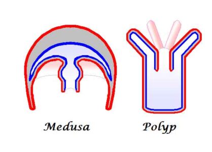 image of Medusa and polyp