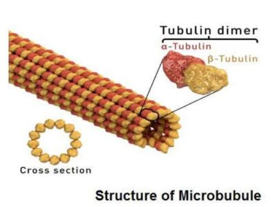 image of Microtubules