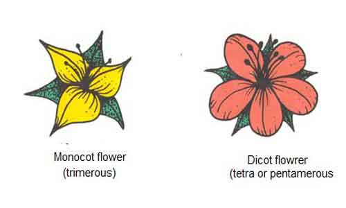 image of Monocot and dicot flowers