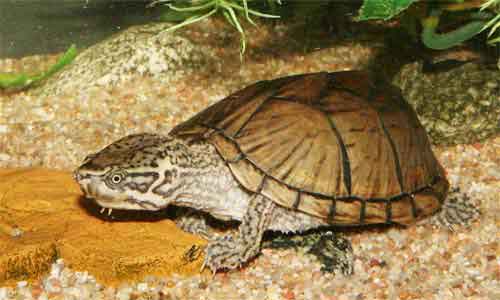 image of Mud-or-musk-turtles,-Common-mus