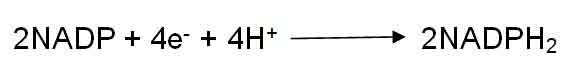 image of NADPH2 Formation