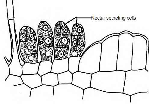 Cytoplasmic Inclusions - Biology Educare