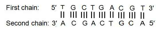 image of Nitrogen base sequence
