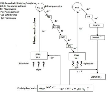 image of Non-cyclic photophosphorylation