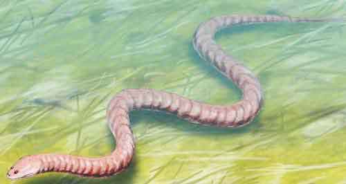 image of Ophioderpeton