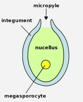 image of Ovule of pinus