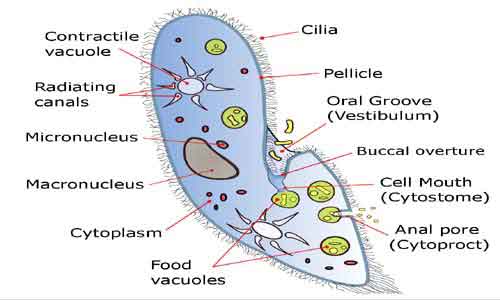 image of Paramacium