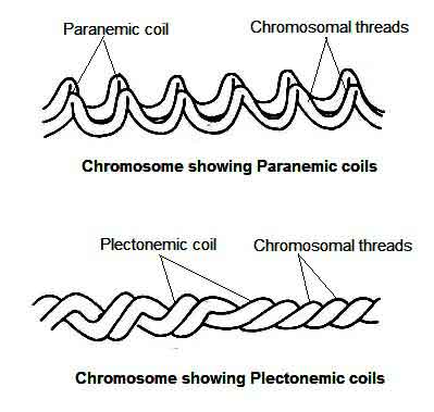 image of Paranemic and plectonemic chromosome