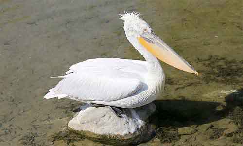 image of Pelecanus crispus