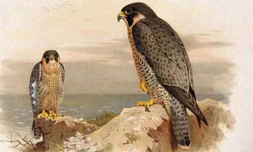 image of Peregrine falcon(Falco peregrines)