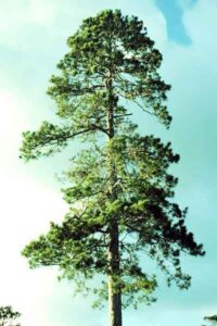 imaGE OF MATURED PINE TREE