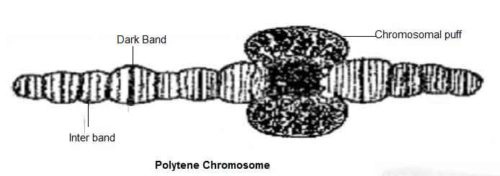 image of Polytene Chromosome