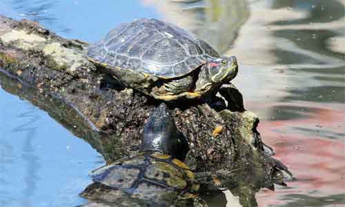 image of Pond or water turtles, Red-eared slider (Trachemys scripta elegans)