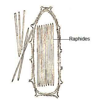 image of Raphides