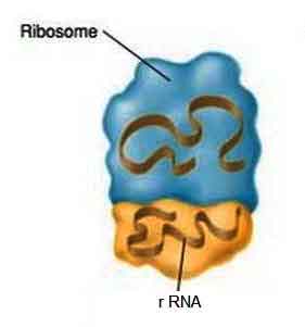 image of Ribosomal-RNA