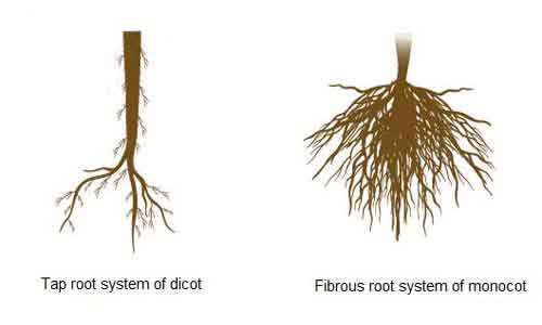 monocots-and-dicots-characteristics-and-differences-biology-educare