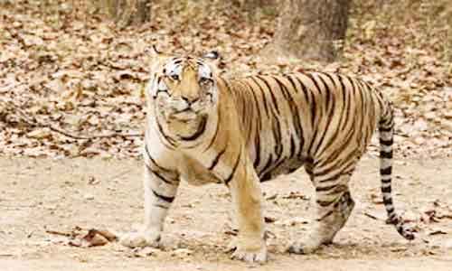 image of Royal Bengal tiger