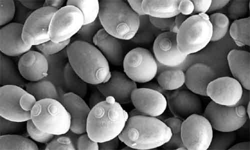 image of Saccharomyces cerevisiae